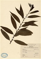 藏品(水柳)的圖片